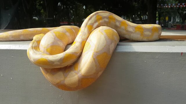 an albino Burmese python resting on a white ledge, showcasing its distinctive yellow and white patterned scales