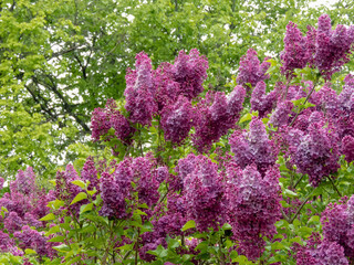 Obraz premium Syringa vulgaris or lilac abundant purple blossoms in spring garden