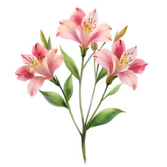 Fototapeta premium alstroemeria lily flower bunch on transparent background