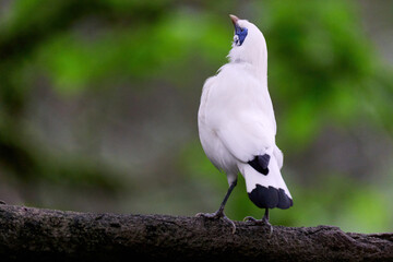 Bali Myna (Leucopsar rothschildi) perched on wooden rail with blurred green background in Hong Kong.
