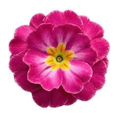 Vibrant Pink Primula Flower Closeup Macro Shot, isolated on transparent background, perfect cutout, PNG