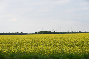 Champs de fleurs jaunes for&ecirc;ts
