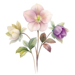 Obraz premium hellebore winter rose flowers on transparent background