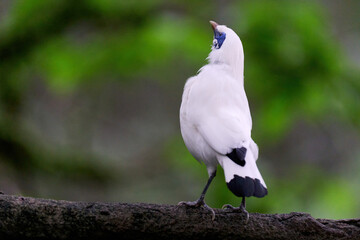 Bali Myna (Leucopsar rothschildi) perched on wooden rail with blurred green background in Hong Kong.
