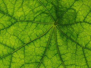 leaf - real photo no AI
