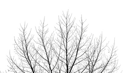 Obraz premium Pine Tree Silhouette Illustration Isolated on Transparent Background