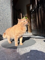 Fototapeta premium cat on the roof