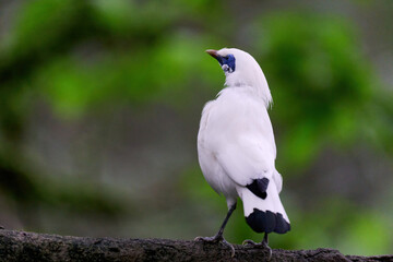 Bali Myna (Leucopsar rothschildi) perched on wooden rail with blurred green background in Hong Kong.