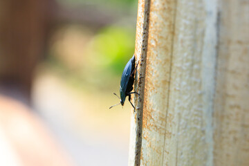 Shiny Black Beetle on a Weathered Post