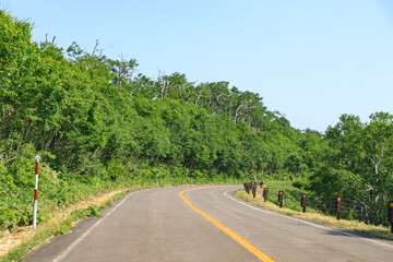 Curved Escape: Winding Forest Road Under Clear Skies in Hokkaido
