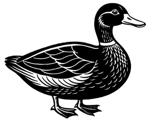 duck isolated on white background