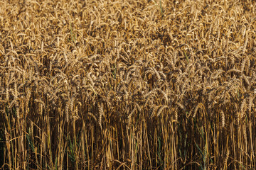 field of ripe wheat, harvest