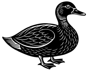 duck isolated on white background