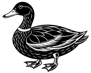 duck isolated on white