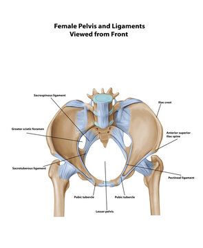 Female Pelvis and Ligaments Viewed from Front 