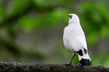 Bali Myna (Leucopsar rothschildi) perched on wooden rail with blurred green background in Hong Kong.