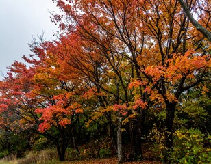 Fototapeta premium Autumn foliage vibrant colors