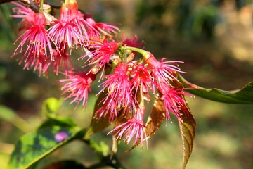 Close-up of wild Himalayan cherry (Prunus cerasoides) stamens in sunlight, macro botanical photography