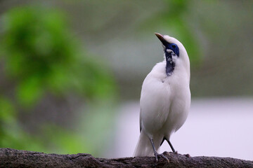 Bali Myna (Leucopsar rothschildi) perched on wooden rail with blurred green background in Hong Kong.
