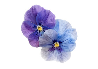 Obraz premium blue and blue iris flower isolated on white or transparent png