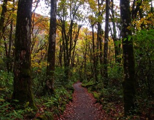 Fototapeta premium Autumn forest path (2)