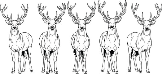 Front view deer with antlers, majestic wild animal illustration, detailed stag drawing, forest wildlife design, elegant vector deer set

