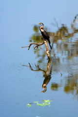 An anhinga, or snakebird, perched on a branch above calm water in Sri Lanka, with its reflection visible below. The bird's sleek black feathers and long neck are highlighted against the blurred water.