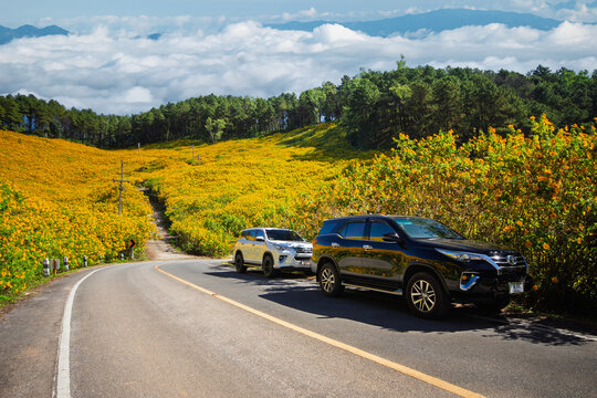 Beautiful landscape, yellow sunflowers on the mountain, Mae Hong Son, Thailand - Oct 20, 2024. Toyota Fortuner running on a beautiful road along the mountains. Rear view of the truck on a dirt road, M