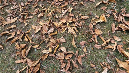 Village Life of people in Kashmir Autumn Landscape with Houses