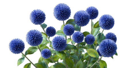 PNG of A vibrant cluster of blue globe thistle flowers surrounded by lush green leaves, creating a striking visual display.