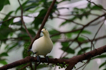 Pied Imperial Pigeon (Ducula bicolor) perched on branch with blurred green background in Hong