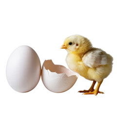 Adorable fluffy yellow chick next to a white egg and shell isolated on transparent background