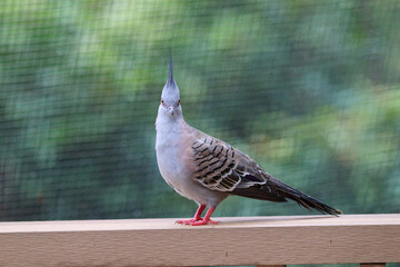 Crested Pigeon (Ocyphaps lophotes) perched on wooden rail with blurred green background in Hong Kong.
