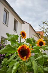 sun flowers in front of a house in a city street © Stockhausen