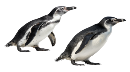 walking two penguins isolated on transparent background