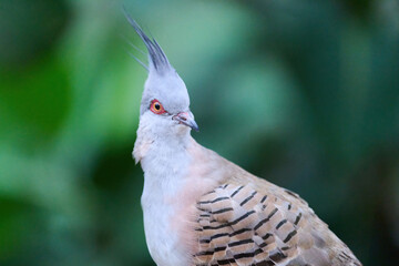 Crested Pigeon (Ocyphaps lophotes) perched on wooden rail with blurred green background in Hong Kong.
