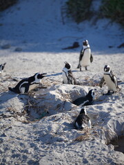 African Penguins Nesting in Sand Dunes on Sunny Beach