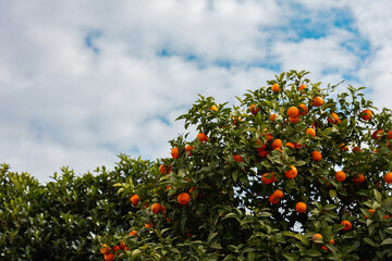 Orange tree with ripe fruits and green leaves against cloudy blue sky