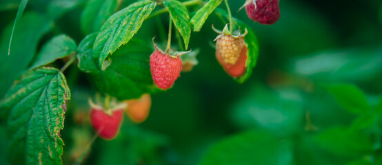 Raspberries on a branch in the garden. Juicy ripe raspberries on the branches. Pink berry. Summer harvest.