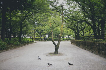 Peaceful Green Park with Pigeons and Central Tree