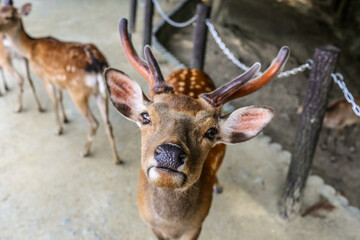 Close-Up of a Curious Deer in Nara Park