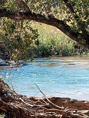 tree in the water