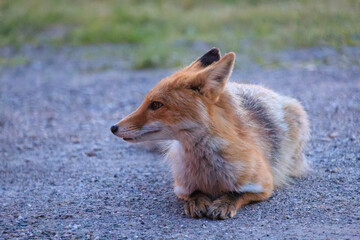 Red Fox Resting on Gravel at Dusk in Lake Akan, Hokkaido, Japan
