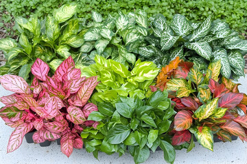 Assorted Aglaonema Plants Displaying Vibrant Foliage Colors and