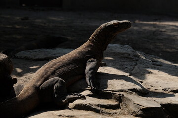 galapagos land iguana