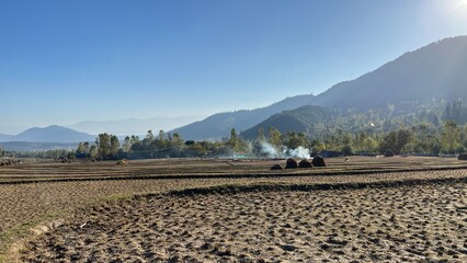 Kashmir Village Farmers Harvesting Paddy