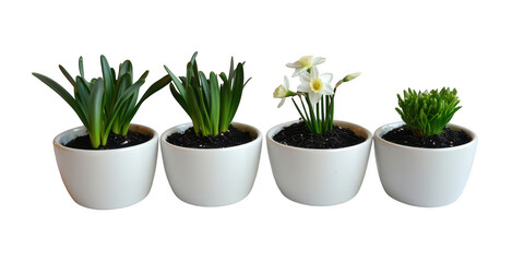 Potted plants in a row on transparent png background