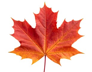 Autumn maple leaf, vibrant colors against white