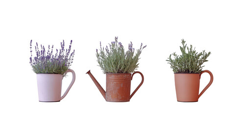 Three potted plants arrangement on transparent png background