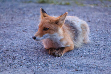 Red Fox Resting on Gravel at Dusk in Lake Akan, Hokkaido, Japan
